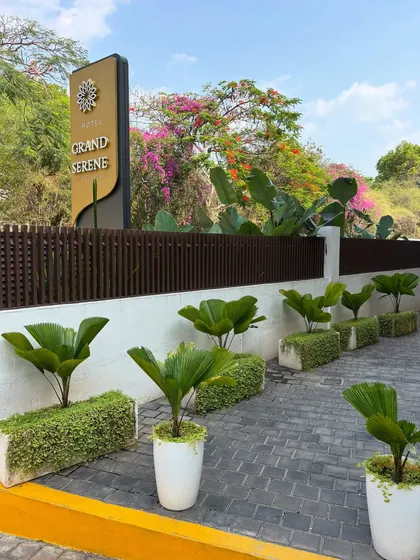 The entrance to the Grand Serene hotel, which we landscaped and maintain. The combination of fan palms in clean white planters and a backdrop of colorful bougainvillea creates a luxurious and welcoming vibe.