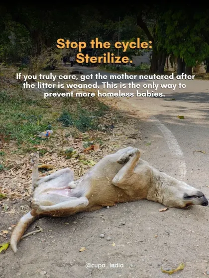 Cupa - Spay/Neuter & Animal Birth Control The Reality of the Streets photo 5