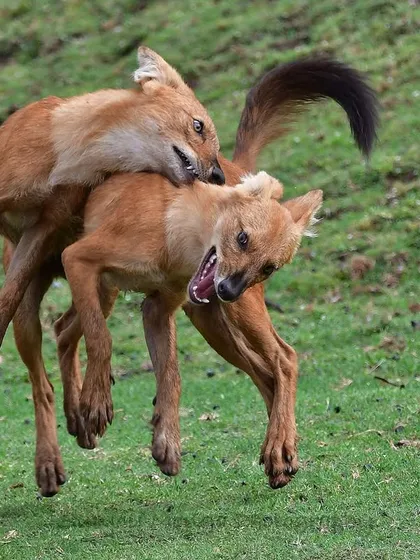 Wildlife is not just about solitary grandeur; it is also about dynamic interaction. Here, two Dholes, or Indian Wild Dogs, engage in a boisterous display of social bonding. Capturing such fleeting moments of animal behavior is a key focus of my photography workshops.