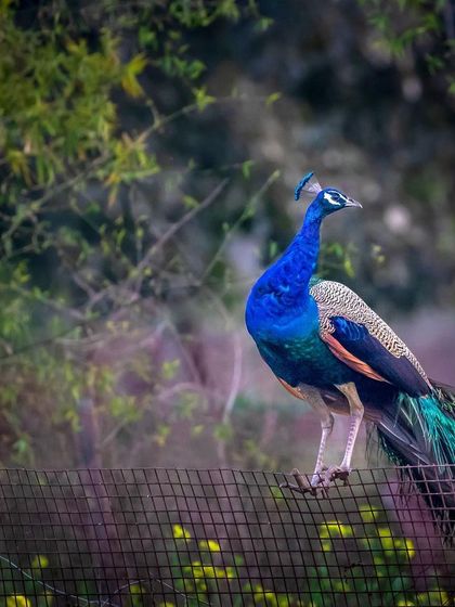 A majestic Indian Peafowl stands proudly on a fence, its deep blue neck and long, patterned train on full display. This is a classic portrait of one of India's most iconic birds.