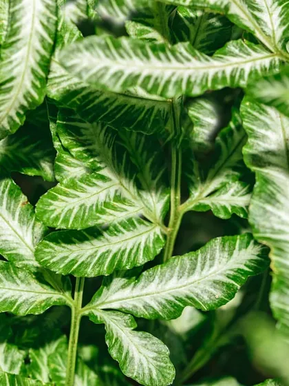 The Cretan Brake Fern has unique, variegated fronds with a green border and a silvery-white center. Unlike many ferns, it tolerates drier soil and is a great choice for adding detailed texture to a collection of houseplants.