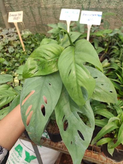 The Monstera 'Cebu Blue' is a sought-after variety with silvery-blue leaves that develop fenestrations as they mature.