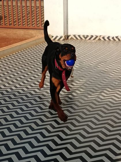 Star Pups - Pet Boarding & Daycare Our Happy Guests & Many Breeds photo 24