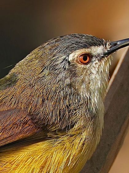 A detailed close-up of a Yellow-bellied Prinia. The shot highlights its reddish eye, the fine texture of its feathers, and the subtle transition from its greyish head to its yellow belly.