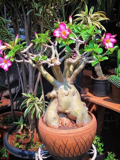 Bonsai: The Art of Miniature Trees photo 9