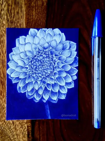 A throwback to a ballpoint pen drawing of a dahlia flower. This piece was done on a dark blue paper with a white pen, creating a striking negative space effect.