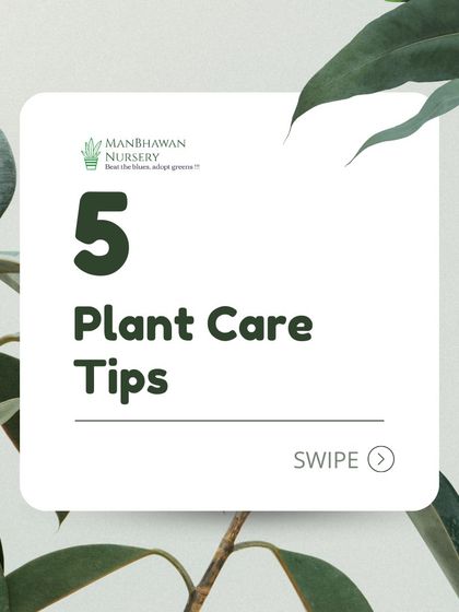 We've compiled five essential plant care tips to get you started. Proper care is the foundation for healthy houseplants, and we're here to guide you through every step.