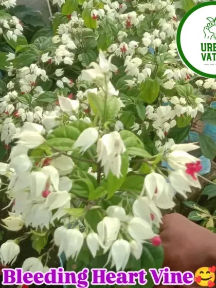 The Bleeding Heart Vine is a beautiful climber with unique white and red flowers.