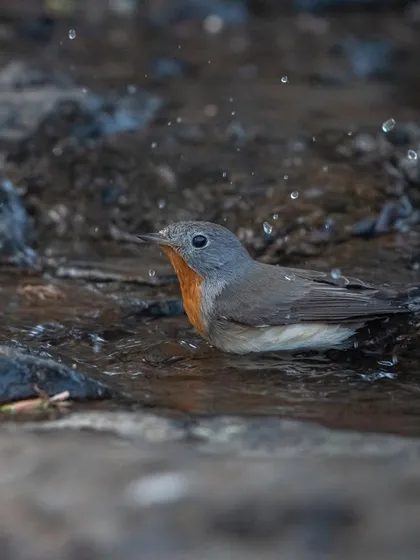 The Red-breasted Flycatcher, mid-bath, with water droplets all around.