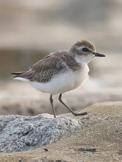 A Lesser Sand Plover, a common migratory bird in Singapore, photographed on the coast. These small waders are often seen foraging in mixed flocks with other shorebirds.