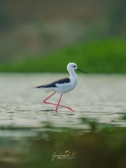 A Black-winged Stilt takes a graceful stride through the shallow water, its incredibly long pink legs on full display.