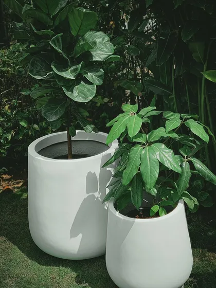 A plant is a piece of living sculpture. Here, a Fiddle Leaf Fig and a Schefflera plant sit in our minimalist white planters, showing how clean design and bold foliage can create a modern, serene corner in any home.