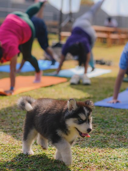 The Pawsome Camp - Dog Party & Event Hosting Special Events & Workshops photo 36