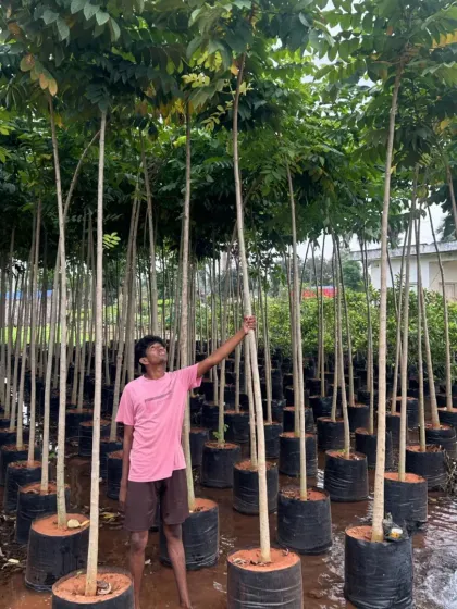 My team with some of the tall trees I supply for projects.
