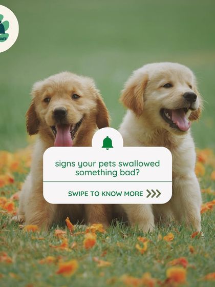 Furever Safe - Pet Training Pet Parent Knowledge Hub photo 5