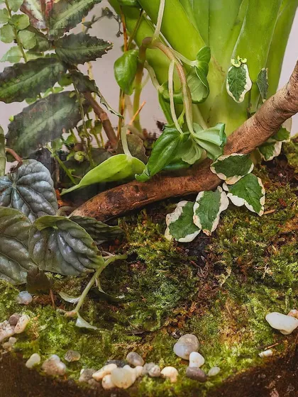 A detailed view of the lush, layered landscape inside the 18-inch tall terrarium. You can see different plants, moss, and even small pebbles creating a natural scene.