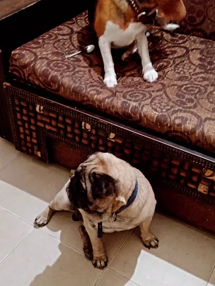 A Beagle on the couch and a Pug on the floor, both chilling out. Dogs can choose wherever they want to relax.