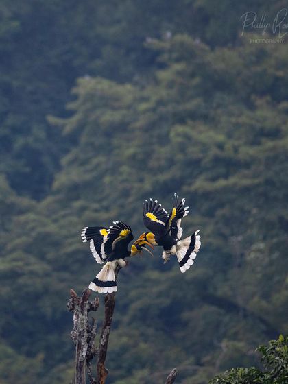 A repeat of image 71, capturing the dynamic mid air fight between two hornbills.