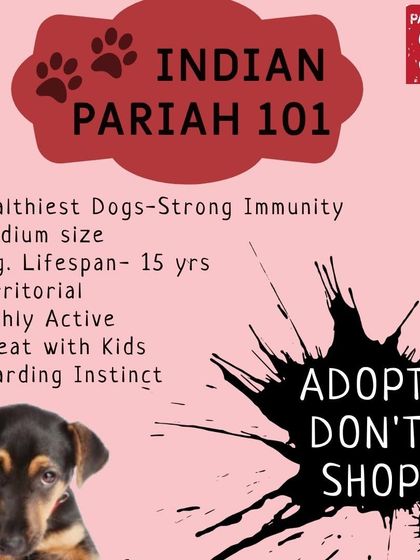 Pawtbelly - Fresh Dog Food Delivery Doggo Health & Nutrition Tips photo 9