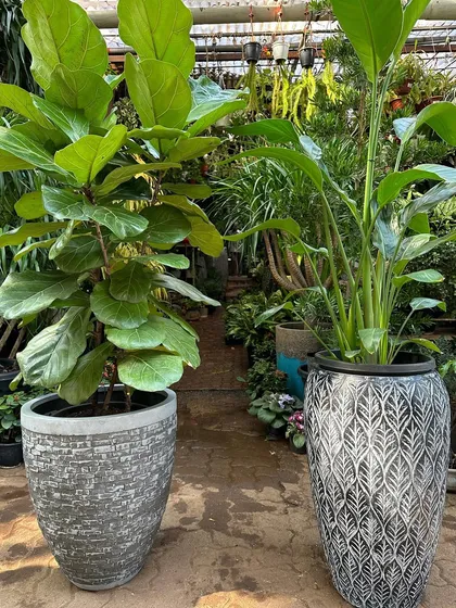 A Ficus Lyrata and a Bird of Paradise look amazing in our large, lightweight planters. These designer pots feature intricate patterns and are easy to move, offering both style and practicality for big plants.