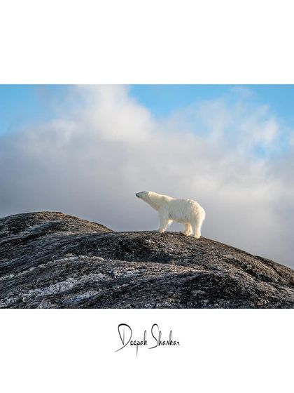 This signed fine art print is a celebration of the Arctic's beauty. The contrast between the white bear, the dark rocks, and the blue sky creates a stunning visual.