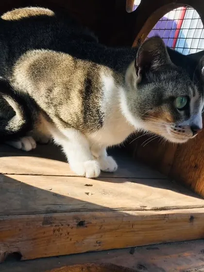 Soaking up some sun in a cozy wooden house. We provide various structures for cats to climb, hide, and relax in.