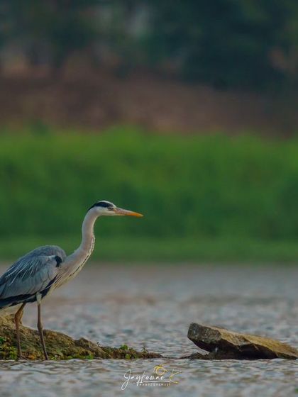 A Grey Heron stands watchfully on the riverbank, a picture of patience and focus.