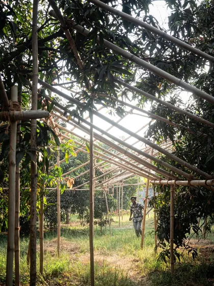 The sun filters through the bamboo framework of a site mock-up. This process helps us study how light will interact with the future structure at different times of the day.