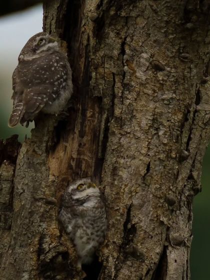 A pair of Spotted Owlets huddle together on a tree trunk, an adorable display of bonding.