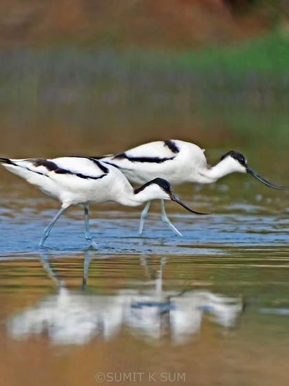 A pair of Pied Avocets, with their distinctively upturned beaks, foraging in the shallows. Their elegant black and white plumage is always a beautiful sight.
