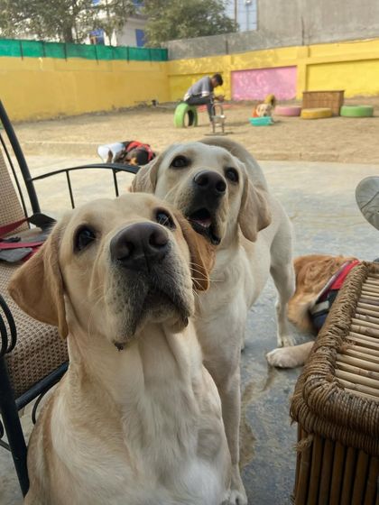 A pair of beautiful Labradors, looking like twins.