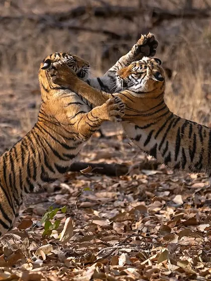 Two young tiger siblings engage in a playful fight in Ranthambore. Witnessing and capturing these intimate, action packed moments of animal behavior is what makes every safari an unforgettable adventure.