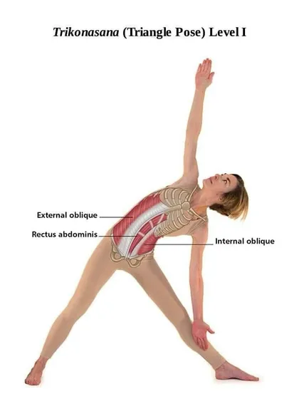 This anatomical illustration highlights the core muscles, including the obliques and rectus abdominis, that are stretched and strengthened in Trikonasana (Triangle Pose).