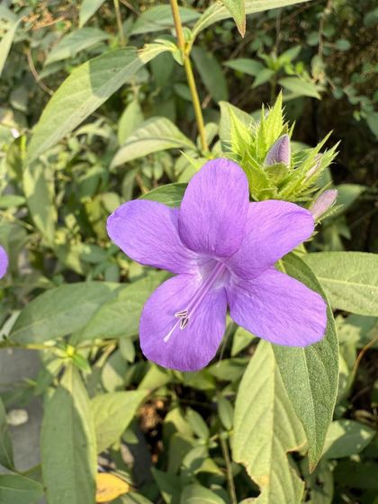 The vivid violet bloom of the Purple Barleria (Barleria cristata). This gentle, spineless shrub adapts to both sun and shade and is valued in traditional remedies.