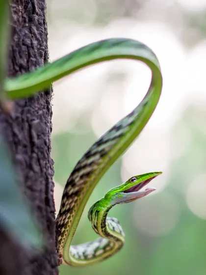 The defensive display of a Green Vine Snake. Though only semi-venomous, its threat posture is a stunning example of natural warning signals. I capture these moments to educate people on how to read and respect animal behavior.