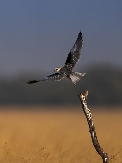 A black-winged kite taking off from the same perch. Paired with the landing shot, it tells a small story of a brief rest.