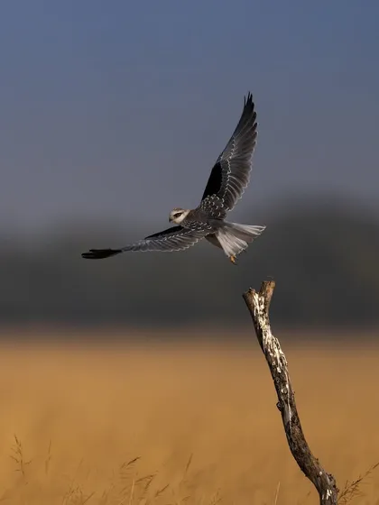 A black-winged kite taking off from the same perch. Paired with the landing shot, it tells a small story of a brief rest.