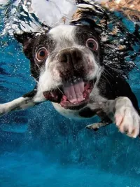 Pet Portrait Photography