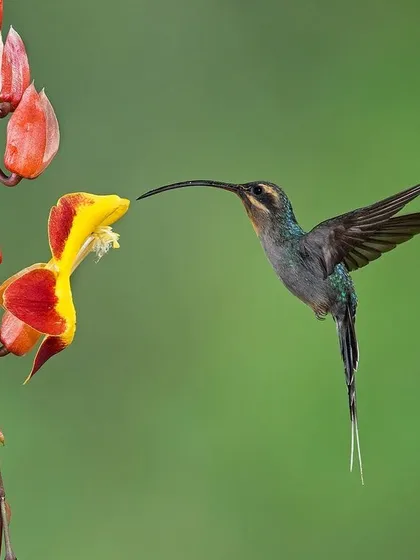 A Long-billed Starthroat hummingbird uses its exceptionally long beak to access nectar from a uniquely shaped flower.