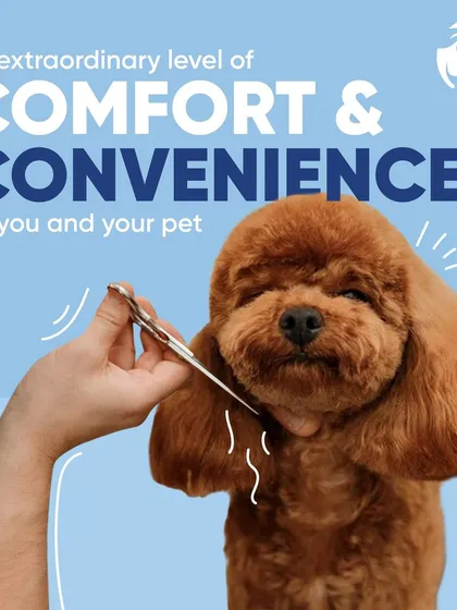 I provide precise, gentle trims for a perfect look. This close-up of a poodle getting a haircut highlights the comfort and convenience of my at-home pet grooming service, where your pet gets my undivided attention.