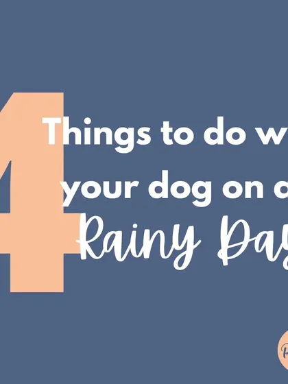 Here are 4 things you can do with your dog on a rainy day to keep them happy and engaged.