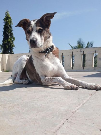 Stay - Dog Daycare Quiet Time & Cozy Naps photo 22