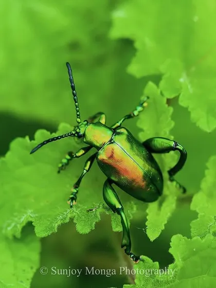 Like an iridescent jewel in the herbage, a glorious Jewel Beetle shines. These small creatures bring a flash of metallic color to the green canvas of the forest.