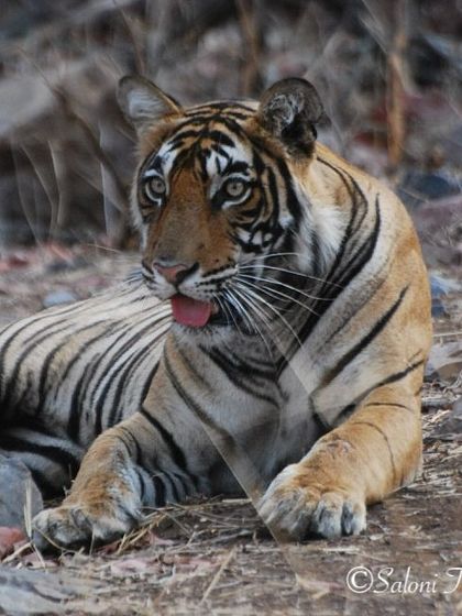 The Big Cat Diary: Tigers & Leopards photo 17