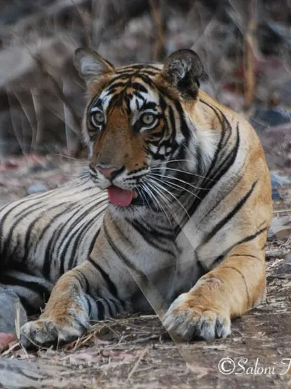A classic tongue-out Tuesday from Noorie, a tigress in Ranthambore. It's a simple, relaxed moment that shows a different side to these often-intense predators.