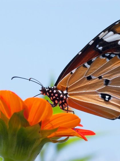 Multiplex Urban Green - Organic Gardening Supplies The Joy of Gardening: Our Community photo 8