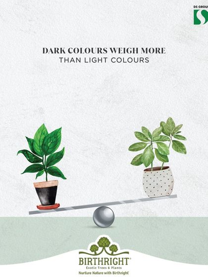 In design, color has weight. Darker colors, like the deep green leaves in the dark pot, feel visually heavier than lighter colors. We use this principle to create balance and anchor our planting compositions.