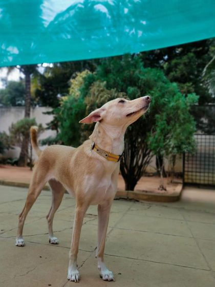 Stay - Dog Daycare Happy Faces of Stay photo 43