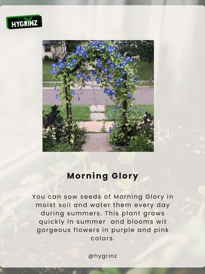 Hygrinz - Garden Design & Landscaping Your Guide to a Green Thumb photo 19