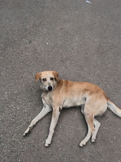 Road To Trail Club - Road Running Coaching (10k to Marathon) Our Pack: The Dog-Friendly Running Club photo 22